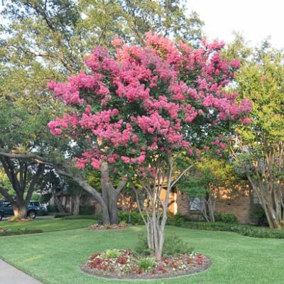 William Toovey Pink Crape Myrtle Tree