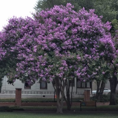 Crape Myrtle Guy - Back Yard Nursery - Growing over 20 varieties of ...