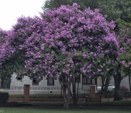 Twilight Purple Crape Myrtle Tree