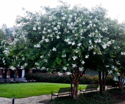 Natchez Crape Myrtle - Crape Myrtle Guy