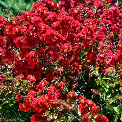 Crape Myrtle Guy - Back Yard Nursery - Growing over 20 varieties of ...