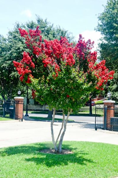 Dynamite Red Crape Myrtle Tree