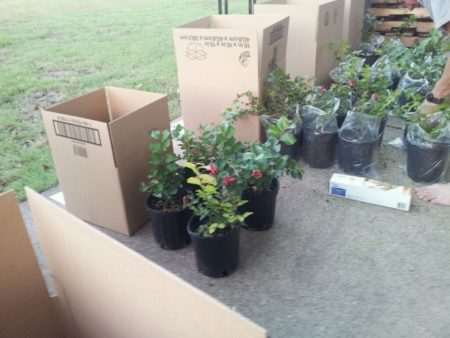 shipping crepe myrtles