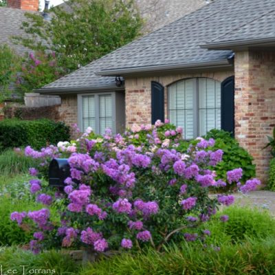 Velmas Royal Delight Crape Myrtle Tree