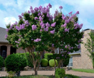 Catawba Purple Crape Myrtle Tree