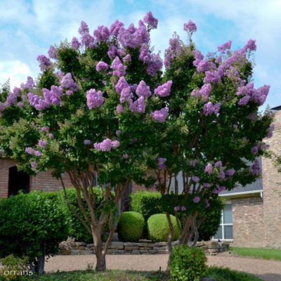 Catawba Purple Crape Myrtle Tree