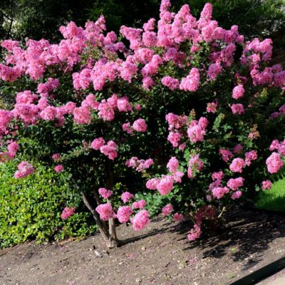 Hopi Pink Crape Myrtle Tree