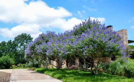 vitex chaste lilac quart crape torrans alabama grouping leeanntorrans