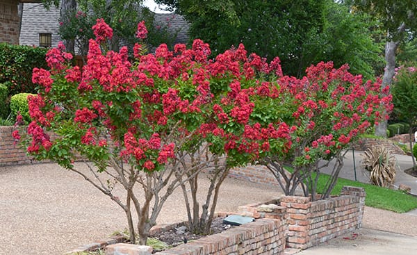 Natchez