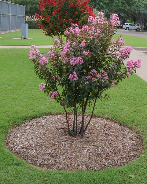 Natchez