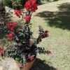 Ebony Flame Red Crape Myrtle Tree