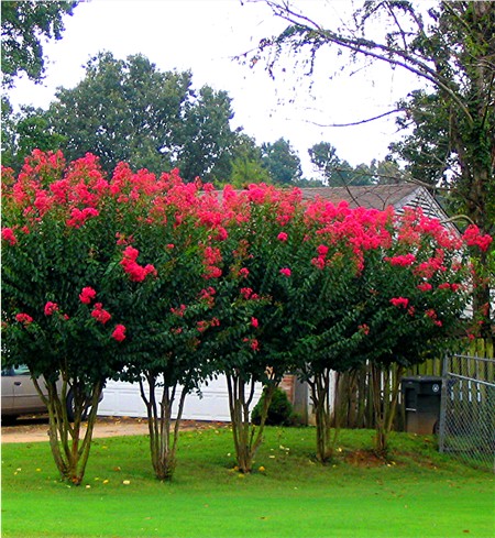 Red Rocket Crape Myrtle Trees - $6 each - Grown in quart Containers approx.  6-12&quot; tall - Shipped in packs of 4, 6, 9, 12, and 16 - Crape Myrtle Guy