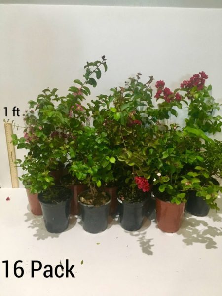 16 pack flowering crape trees
