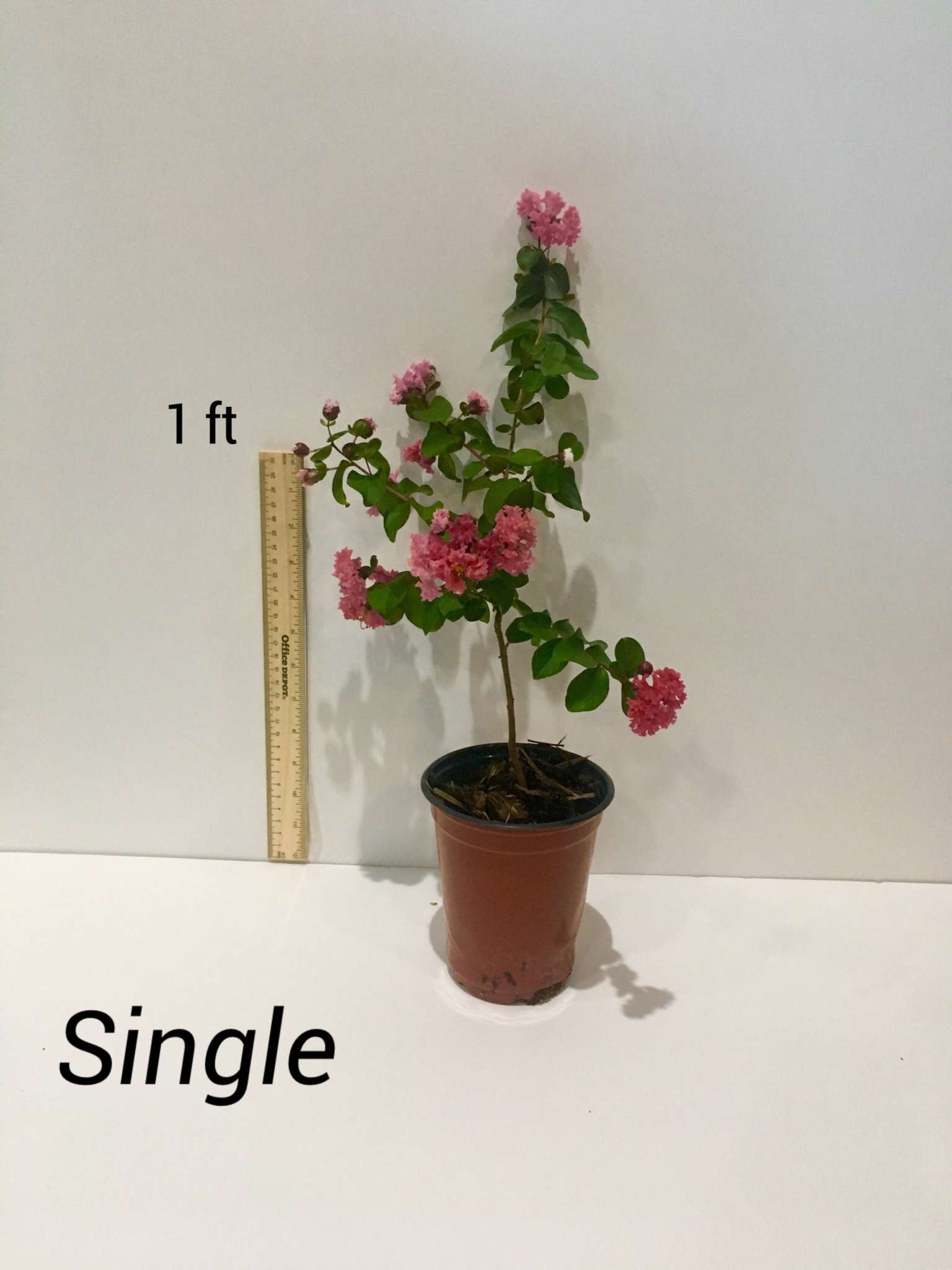Small crape myrtle with pink blooms growing in a nursery pot