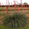 Mature Red Yucca
