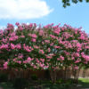 Basham Party Pink Crape Myrtle Tree